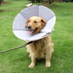 Soft Adjustable Protective Collar for Dogs & Cats - Image 3