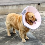 Soft Adjustable Protective Collar for Dogs & Cats - Image 2