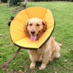 Soft Adjustable Protective Collar for Dogs & Cats - Image 4
